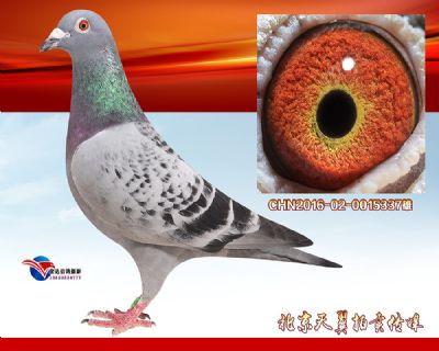 乔司佛卡门【狮王号】近血曾孙