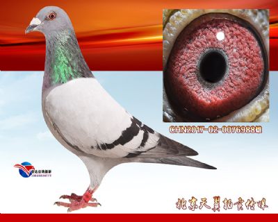 【年轻高辈份】盖比.大铭鸽白腹号 近血曾孙