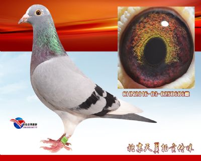 推荐 杨欧瓦克超级484近血金母