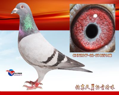 【多关快速】考夫曼 小迪克 种雌