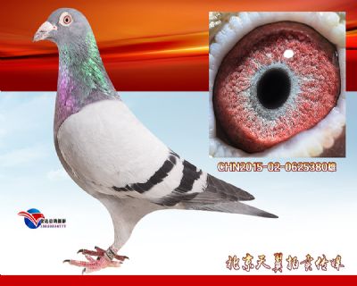 阿连栋克詹森第一传人【彼得曼德斯】超级种雄