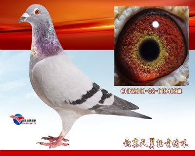 【当红公棚实战】奶酪小子金母【津福29名母亲】