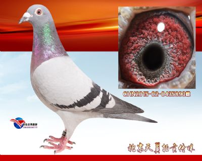 【鸽王母亲】盖比.大铭鸽白腹号 高辈份金母