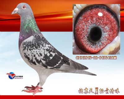 【三次鸽王冠军 马克罗森斯富流号】回血种雌