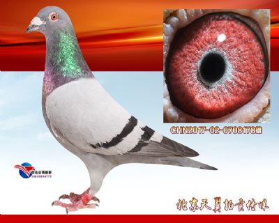 鸽王家族【幼鸽多关快速】彼得.曼德斯金牌种雄