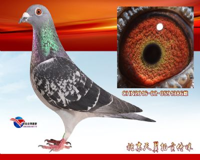 公棚实战 常胜家族 【速霸龙】精品种雌