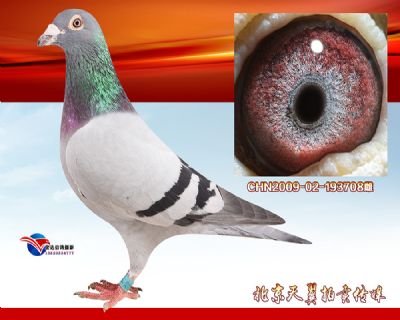 【多关源头种鸽】盖比.凡德纳比大铭鸽闪电号 近血种雌