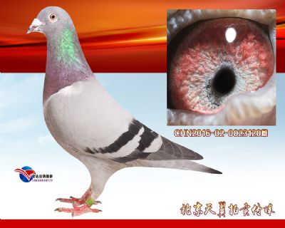 【多关优异】盖比.凡德纳比大铭鸽闪电号 近血种雌