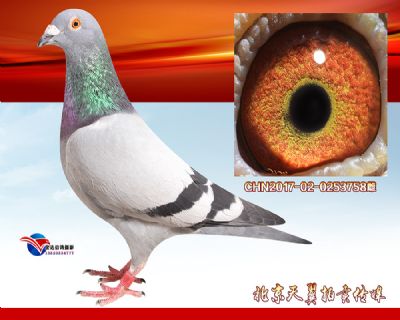 公棚多羽鸽王家族【速霸龙】高辈份特留种雌