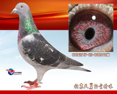 中距离稳定快速推荐【马克罗森斯】经典种雌