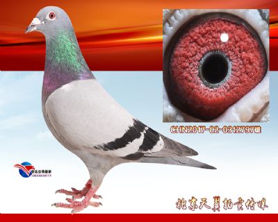 盖比.凡德纳比 大铭鸽鲁迪号 近血高辈份种雄