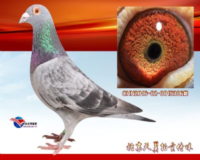实战精品【推荐】彼得曼德斯特留种雌