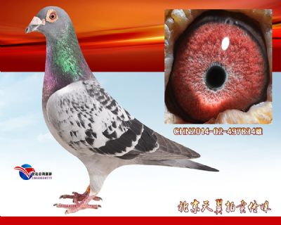 中距离稳定快速推荐【马克罗森斯】经典种雄