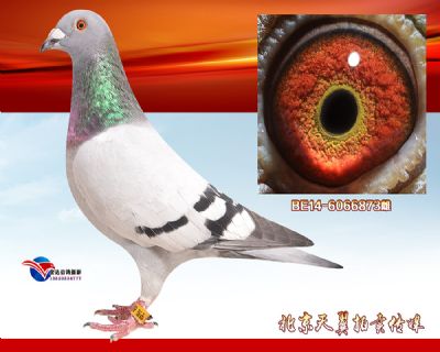 【比利时】万侯.尤特豪芬原舍