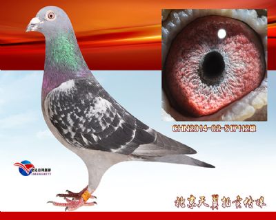 天津大师杯23名父亲【乔司佛卡门】狮王号近血种雄