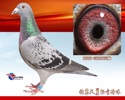 【比利时亨德瑞克.巴特 】灰吉特 X 奶酪