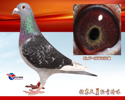 【【荷兰原环】】 杨阿腾多利多重回血种雌