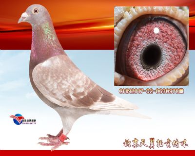 津门百强 天外天红狐 特留种雌