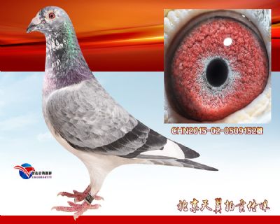 【育种精品 】鲁道克拉森超级69 近亲回血 种雄