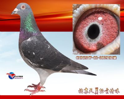 津南双关15名全兄弟 【马克罗森斯】富流号种雄