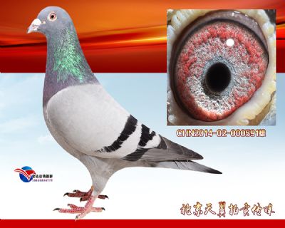 天火俱乐部综合10名父亲【盖比.闪电号】近亲