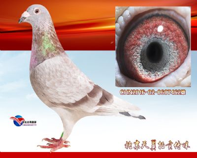 阴雨雾霾 恶劣气候【西翁】实战种雄