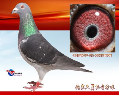 中距离伯马家族 稳定快速推荐【马克罗森斯】经典种雄