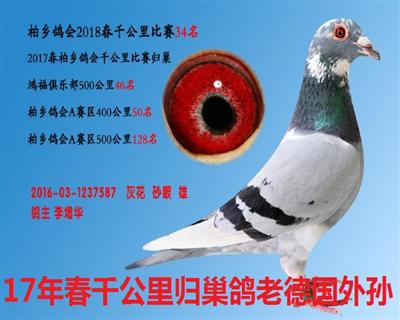 694366 千公里34名 协会:河北柏乡信鸽协会 ￥0元  ￥ 2,000元