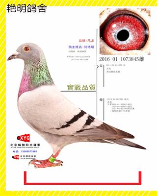 2016011073845雄 凡龙