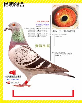 2017010050619雄 胡本X勾嘴