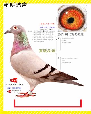 2017010326066雌 凡龙X勾嘴