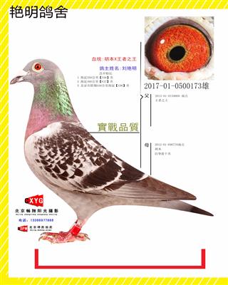 2017010500173雄 胡本X王者之王