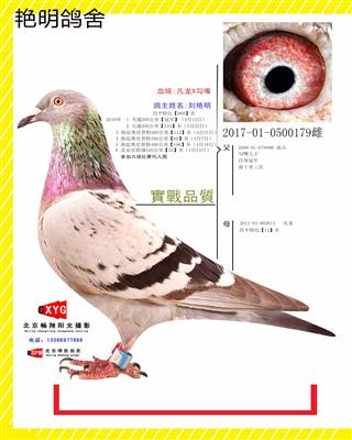 2017010500179雌 凡龙X勾嘴