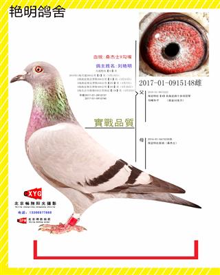 2017010915148雌 桑杰士X勾嘴