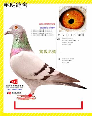 2017011161334雄 英格斯X勾嘴