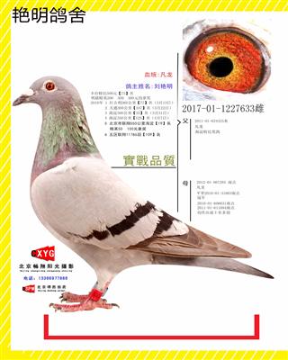 2017011227633雌 凡龙