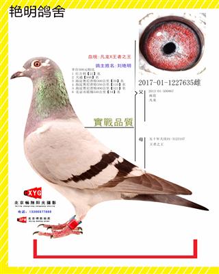 2017011227635雌 凡龙X王者之王