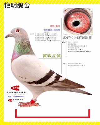 2017011371654雌 盖比