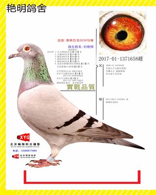 2017011371658雄 奥林匹克003X勾嘴