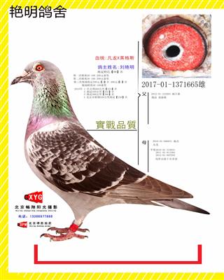 2017011371665雄 凡龙X英格斯
