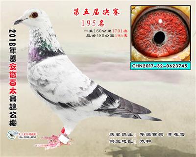 安徽百太决赛195名