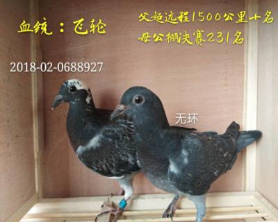 飞轮,1500公里十名直子(一对起拍)!