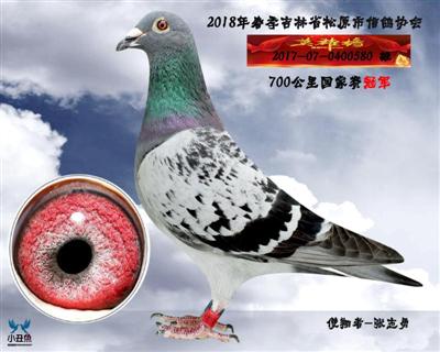 张志勇成绩鸽