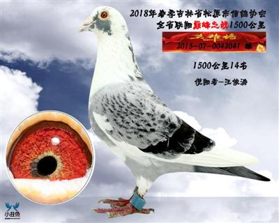 王峻涛成绩鸽