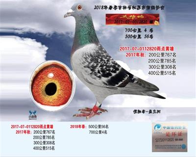 盖立刚成绩鸽