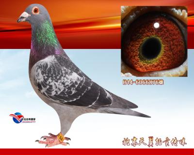 【比利时原环 万侯.尤特豪芬 】查特鲁X闪电号
