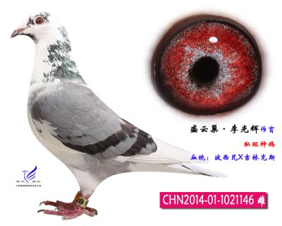 702514 【波西瓦x吉林克斯】私环 展厅:北京信鸽文化传媒  $ 1000元