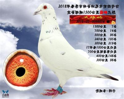 韩宇成绩鸽