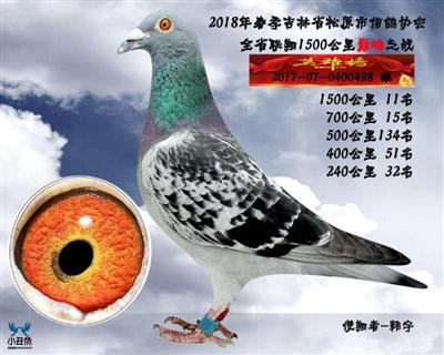 韩宇成绩鸽