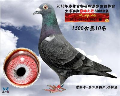 李松涛成绩鸽